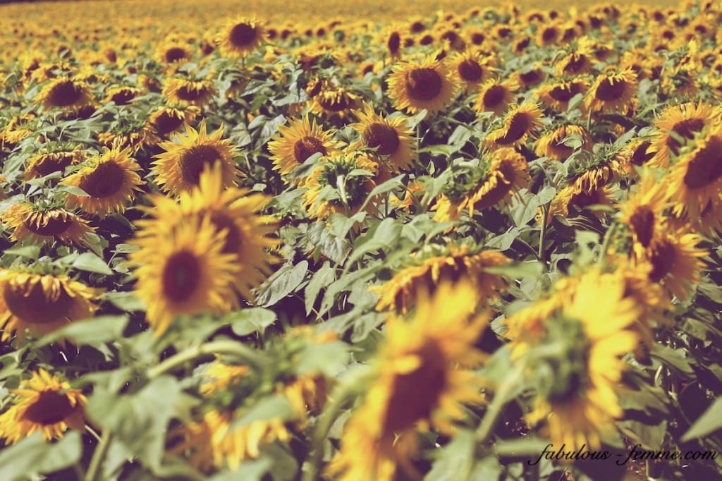Endless field of sunflowers